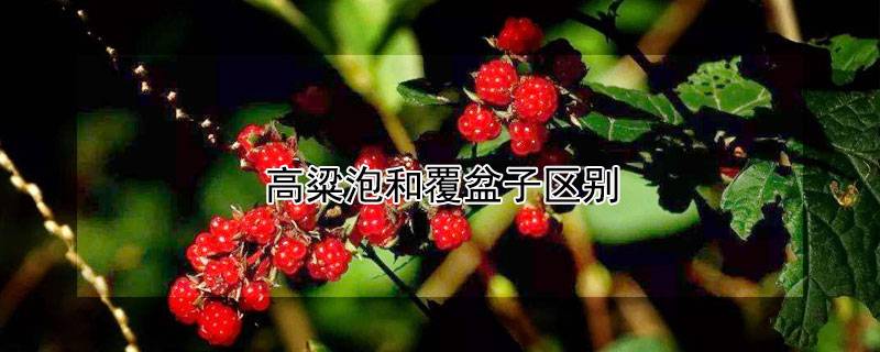 高粱泡和覆盆子区别