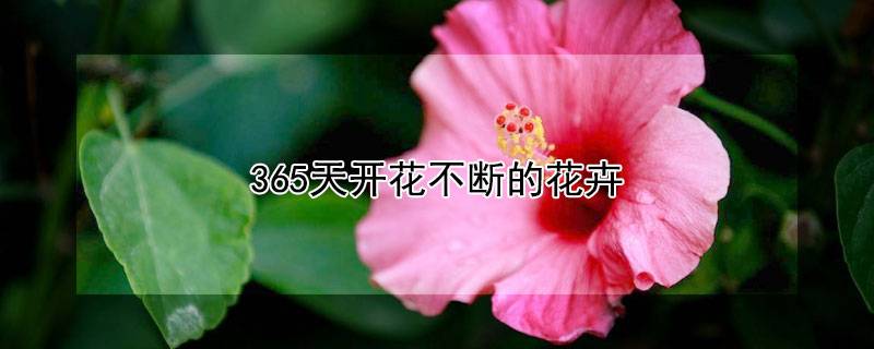 365天开花不断的花卉