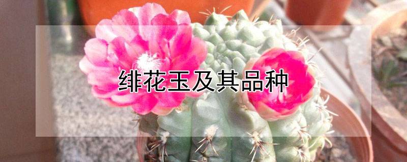 绯花玉及其品种