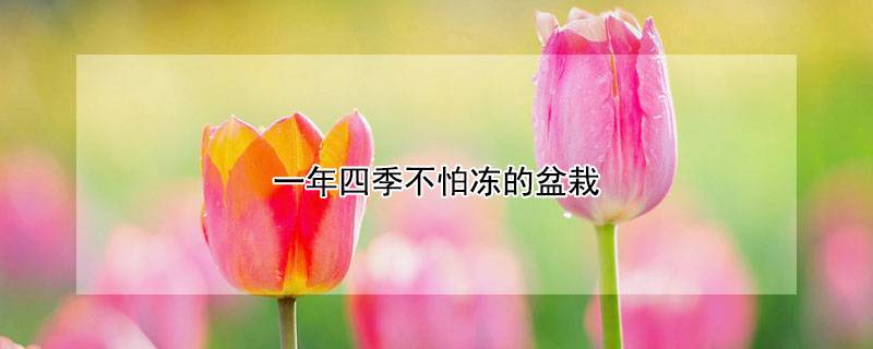 一年四季不怕冻的盆栽