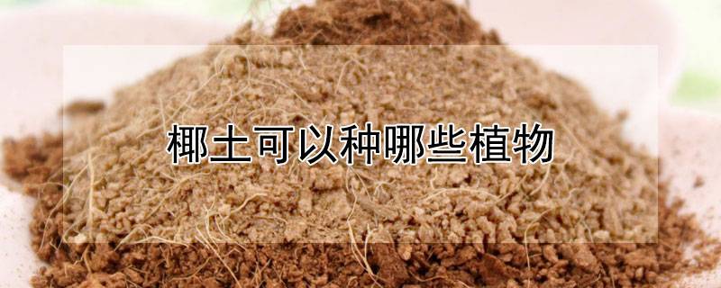 椰土可以种哪些植物