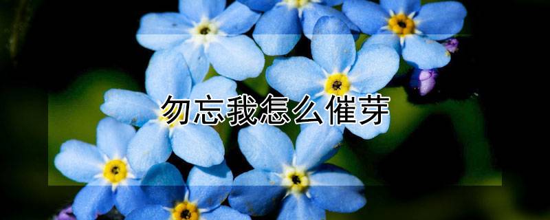 勿忘我怎么催芽