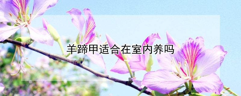 羊蹄甲适合在室内养吗