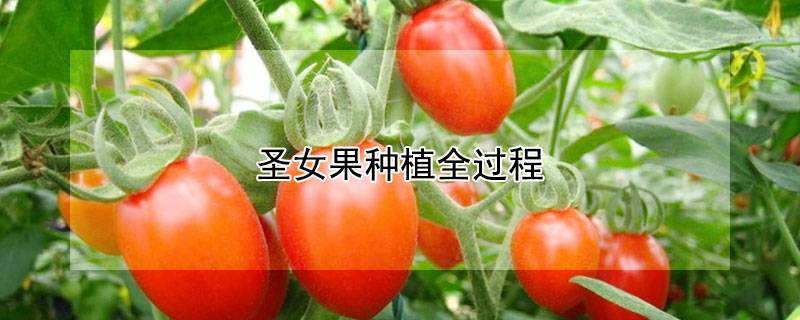 圣女果种植全过程