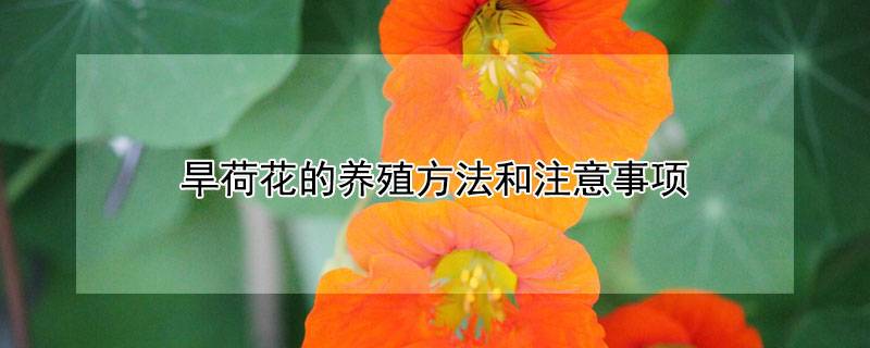旱荷花的养殖方法和注意事项