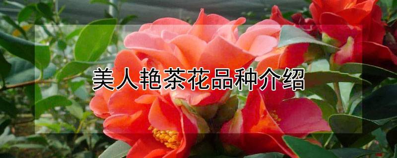 美人艳茶花品种介绍