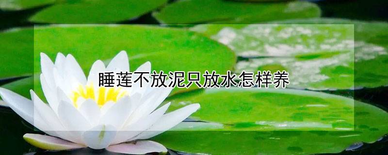 睡莲不放泥只放水怎样养