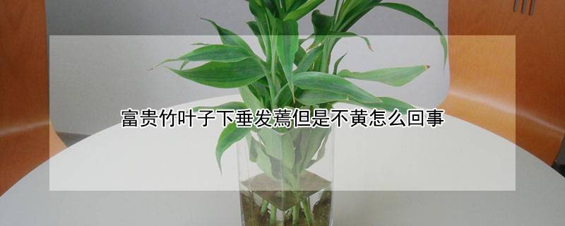 富贵竹叶子下垂发蔫但是不黄怎么回事