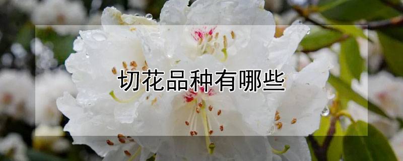 切花品种有哪些