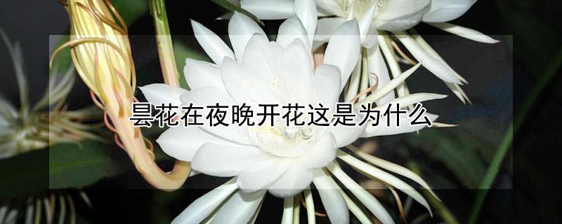 昙花在夜晚开花这是为什么