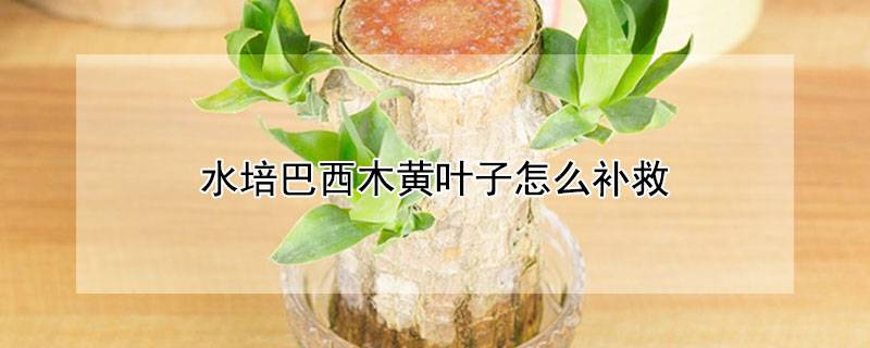 水培巴西木黄叶子怎么补救