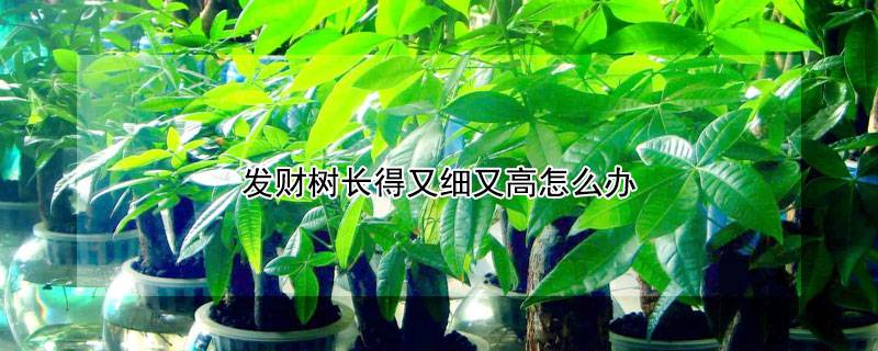 发财树长得又细又高怎么办