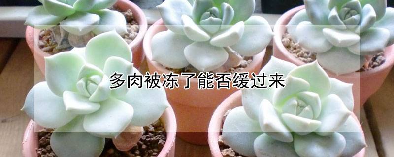 多肉被冻了能否缓过来