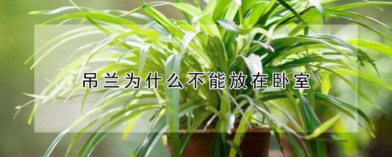 吊兰为什么不能放在卧室