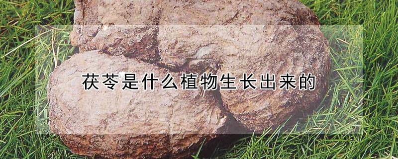茯苓是什么植物生长出来的