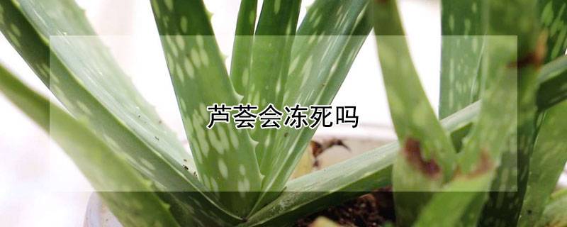 芦荟会冻死吗