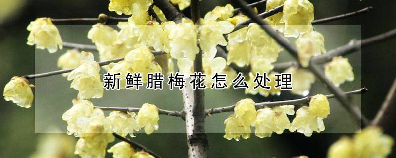 新鲜腊梅花怎么处理