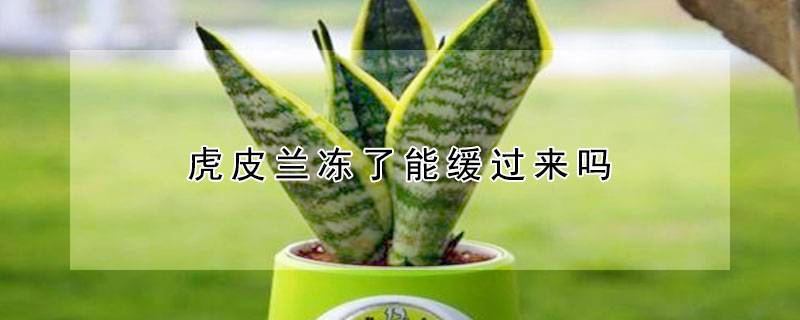 虎皮兰冻了能缓过来吗