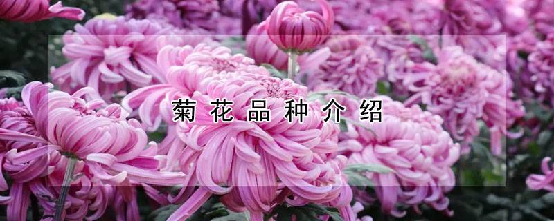 菊花品种介绍
