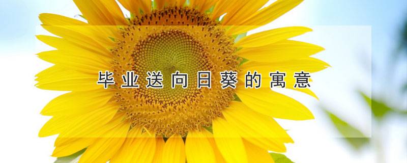 毕业送向日葵的寓意