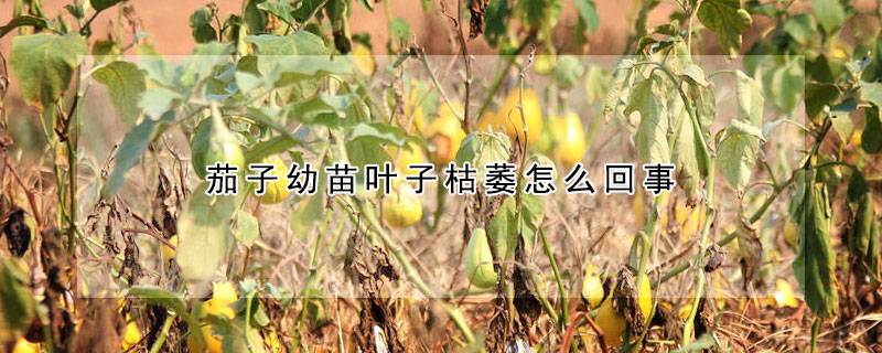 茄子幼苗叶子枯萎怎么回事