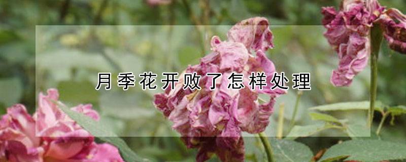 月季花开败了怎样处理