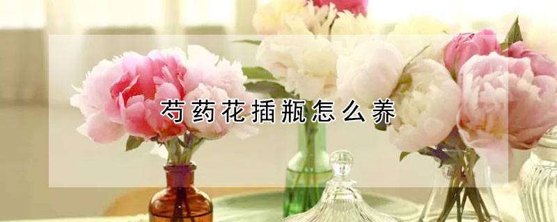 芍药花插瓶怎么养