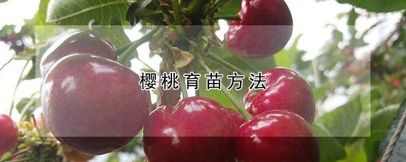 樱桃育苗方法