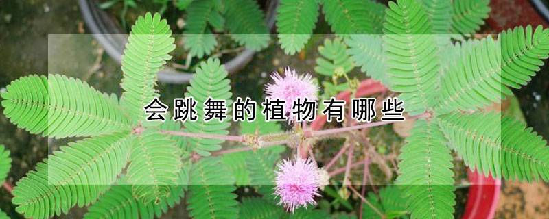 会跳舞的植物有哪些
