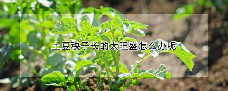 土豆秧子长的太旺盛怎么办呢