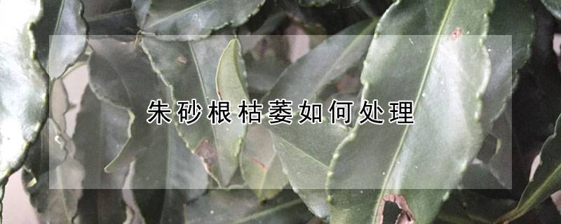 朱砂根枯萎如何处理