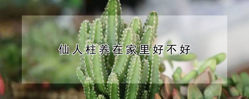 仙人柱养在家里好不好