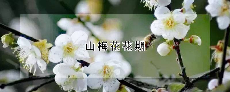 山梅花花期