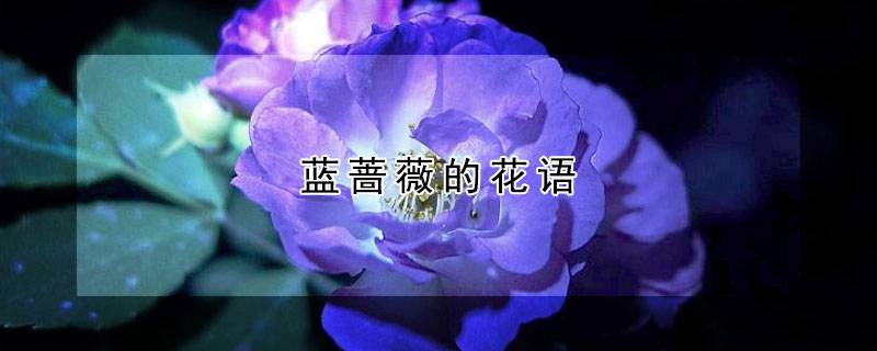 蓝蔷薇的花语