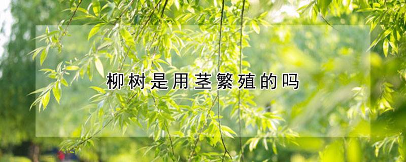 柳树是用茎繁殖的吗