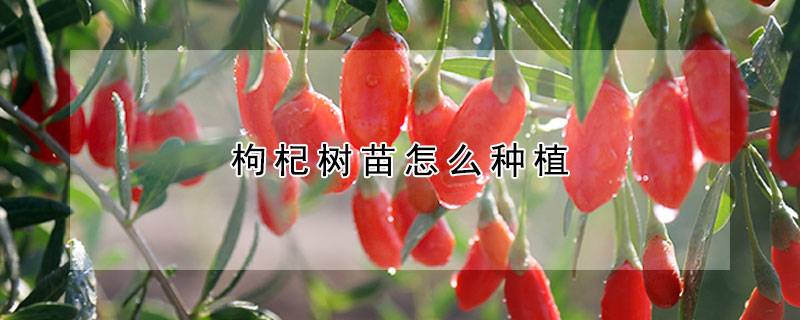 枸杞树苗怎么种植