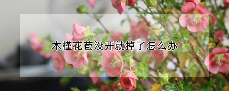 木槿花苞没开就掉了怎么办