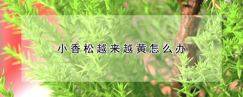 小香松越来越黄怎么办