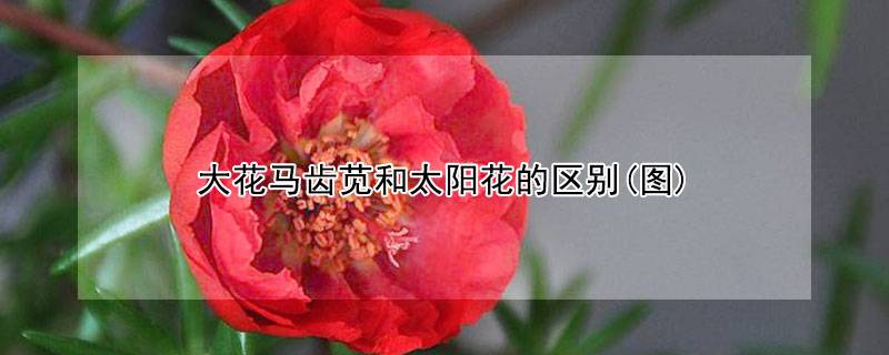 大花马齿苋和太阳花的区别(图)