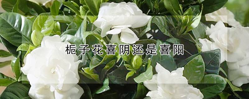 栀子花喜阴还是喜阳