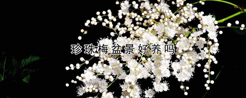 珍珠梅盆景好养吗
