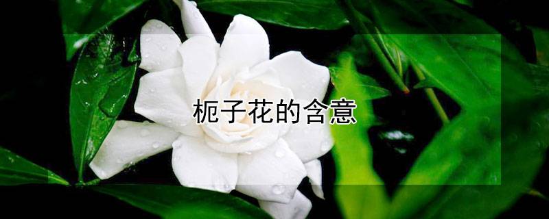 枙子花的含意