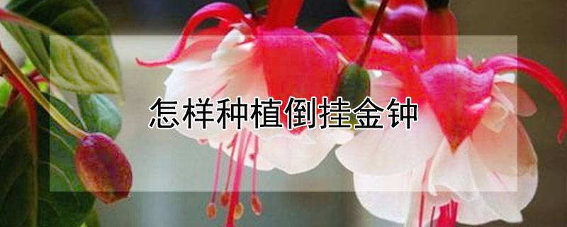 怎样种植倒挂金钟
