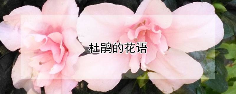 杜鹃的花语