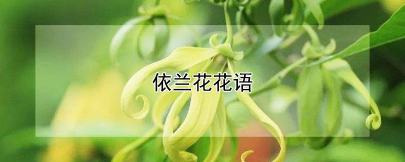 依兰花花语