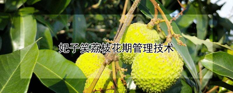 妃子笑荔枝花期管理技术