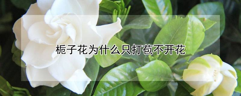 栀子花为什么只打苞不开花