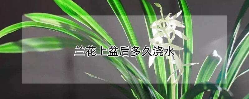 兰花上盆后多久浇水