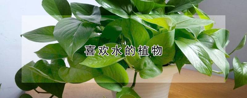喜欢水的植物