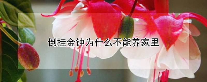 倒挂金钟为什么不能养家里